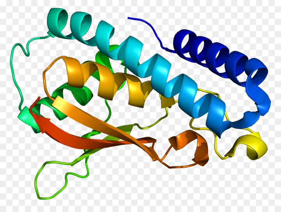 Estructura De La Proteína，Biología PNG