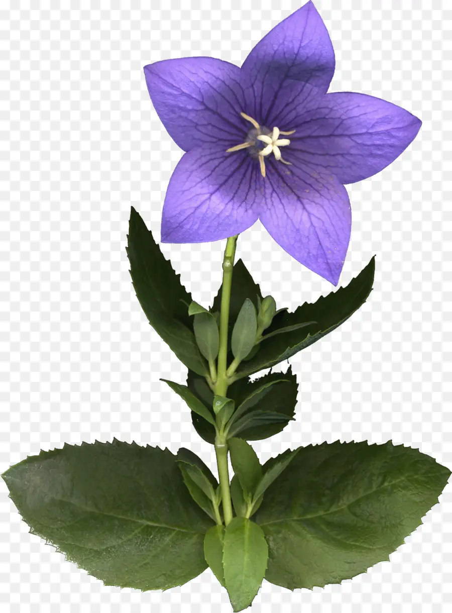 Flor Morada，Florecer PNG