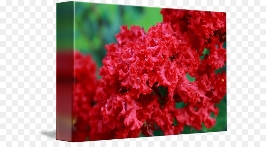 Azalea，Rojo PNG