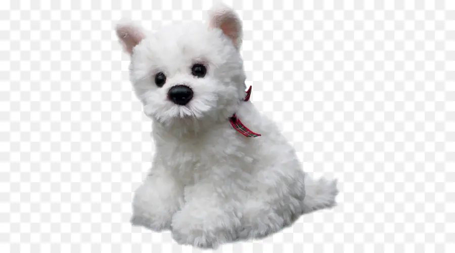 Perro Maltés，West Highland White Terrier PNG