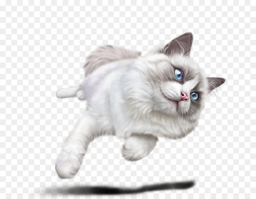 Gatito，The Ragamuffin Gato PNG