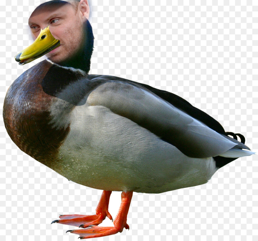 Pato，Pato Real PNG