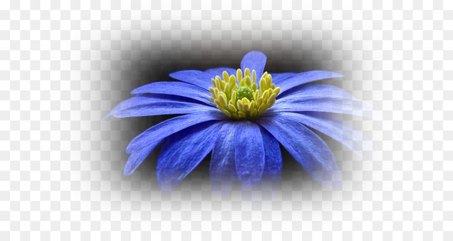 Fondo De Escritorio，Flor PNG