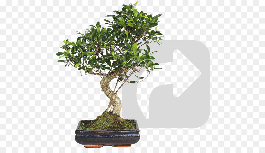 China Dulce De Ciruela，Bonsai PNG