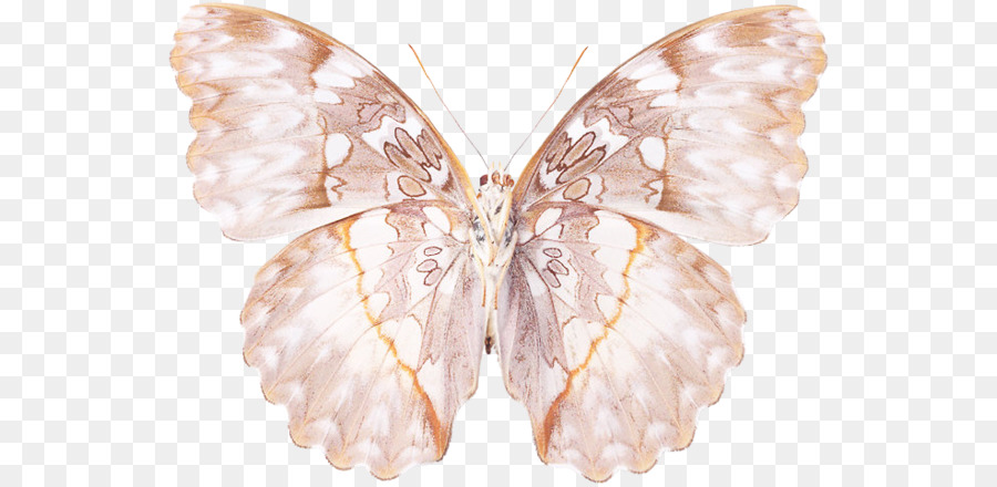 Mariposa Blanca，Alas PNG