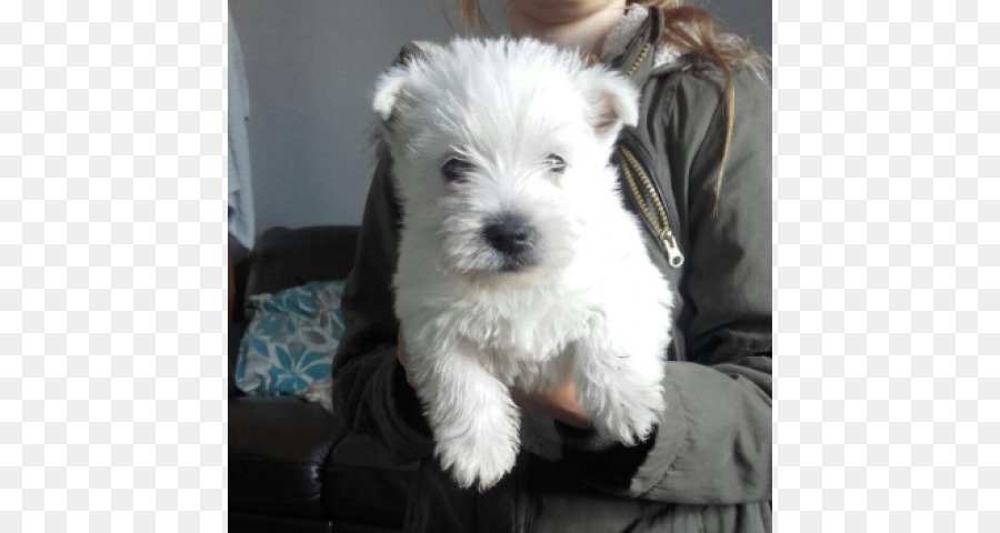 West Highland White Terrier，Scottish Terrier PNG