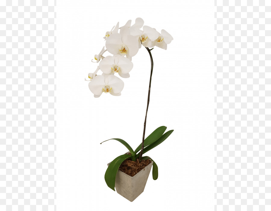 Orquídeas De Polilla，Orquídeas PNG