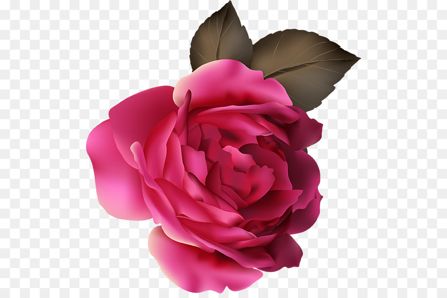 Rosa Morada，Florecer PNG