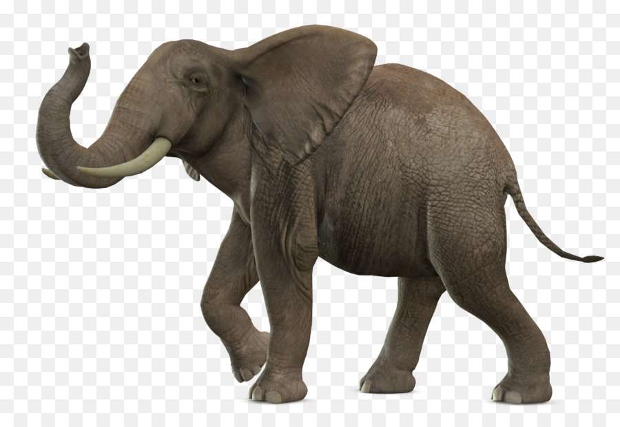 Elefante Africano De Sabana，Elephantidae PNG