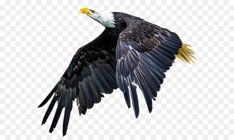 águila Calva，Aves PNG