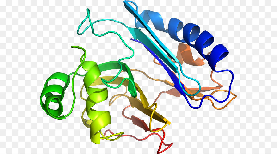 Estructura De La Proteína，Biología PNG