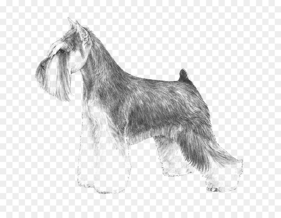 Schnauzer Miniatura，Schnauzer Estándar PNG