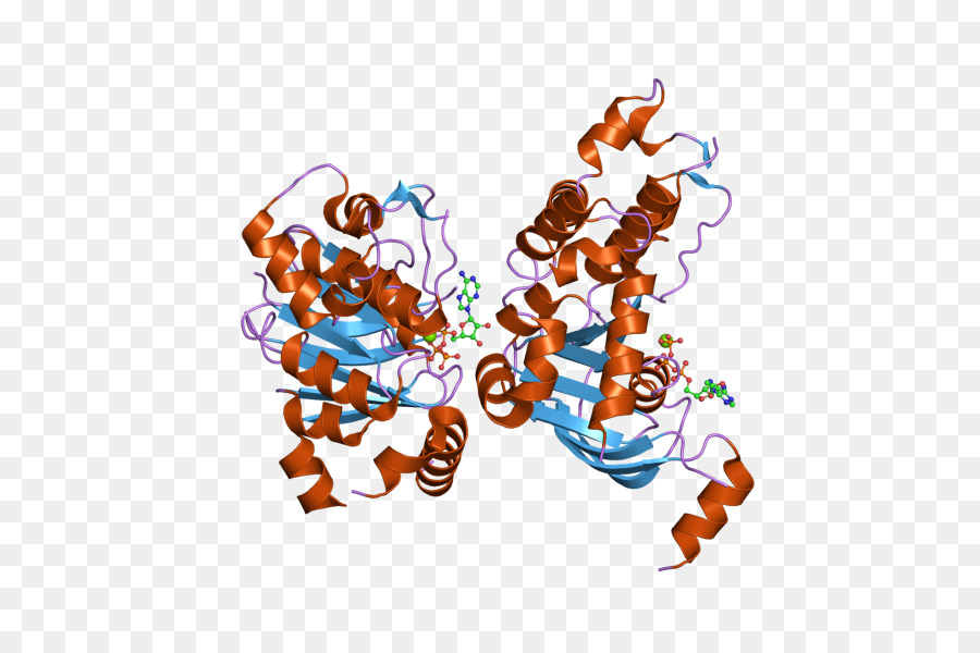 Estructura Proteica，Molécula PNG