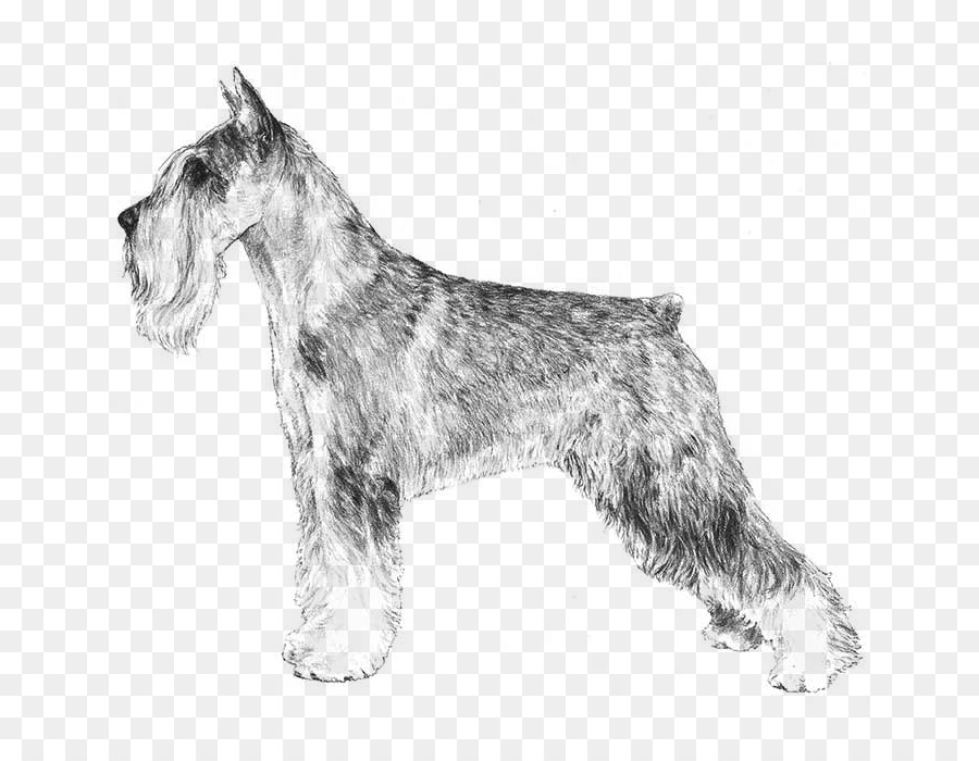 Schnauzer Miniatura，Schnauzer Estándar PNG