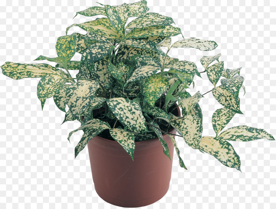 Planta De Interior，Maceta PNG