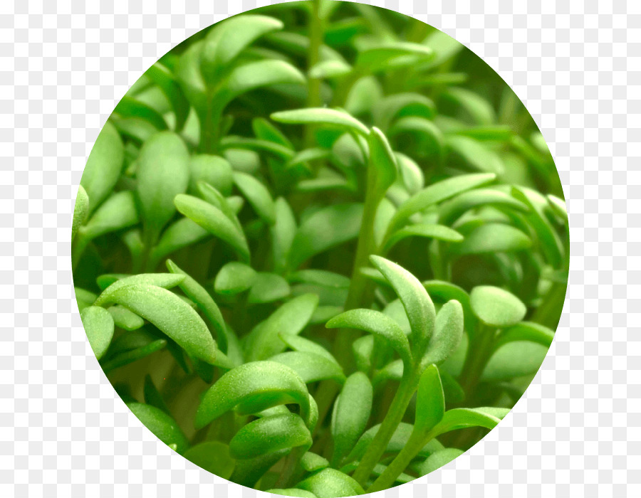 Plantas Verdes，Follaje PNG