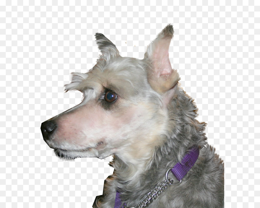 Schnauzer Miniatura，Alemán Pinscher PNG