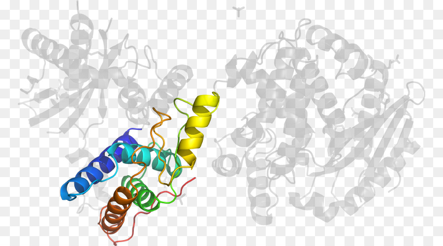 Estructura De La Proteína，Molécula PNG