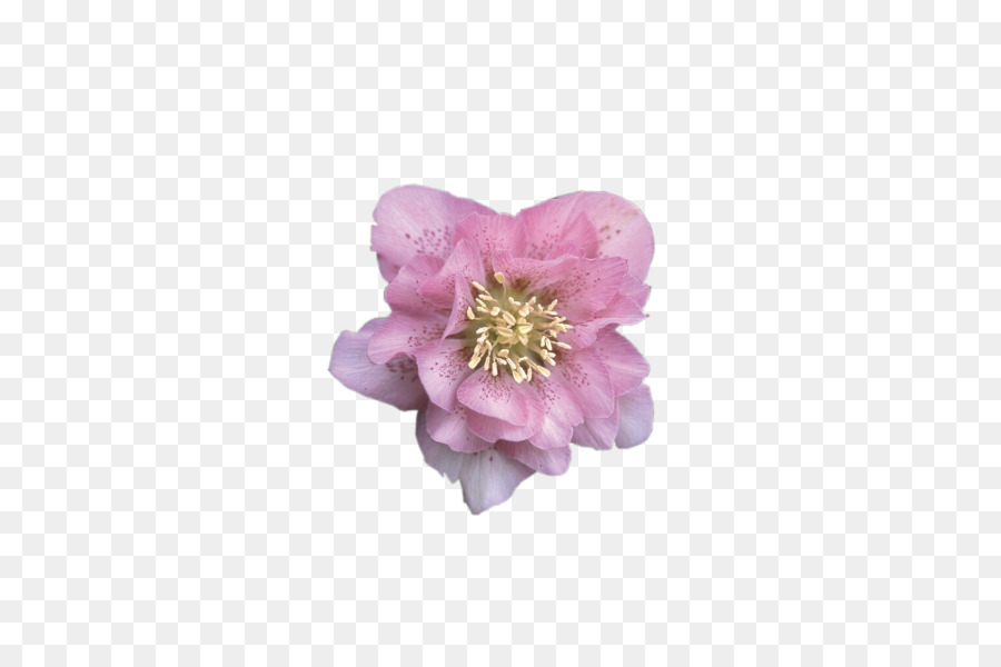 Rosa，Planta Perenne PNG