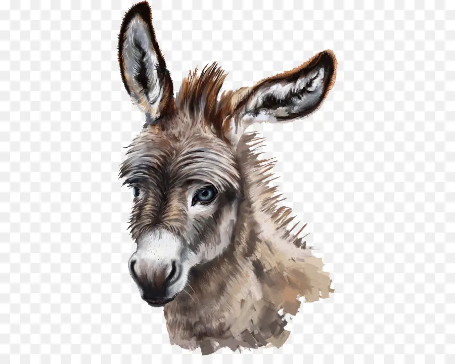 Burro，Dibujo PNG