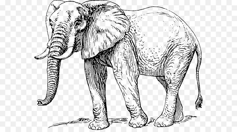 Elefante Asiático，El Elefante Africano PNG