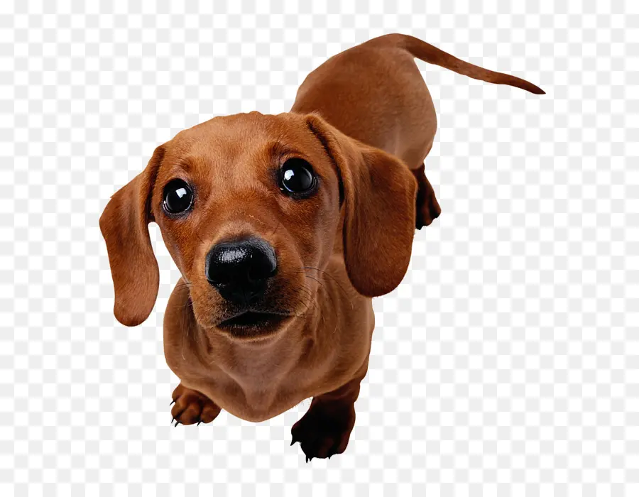 Teckel，Cachorro PNG