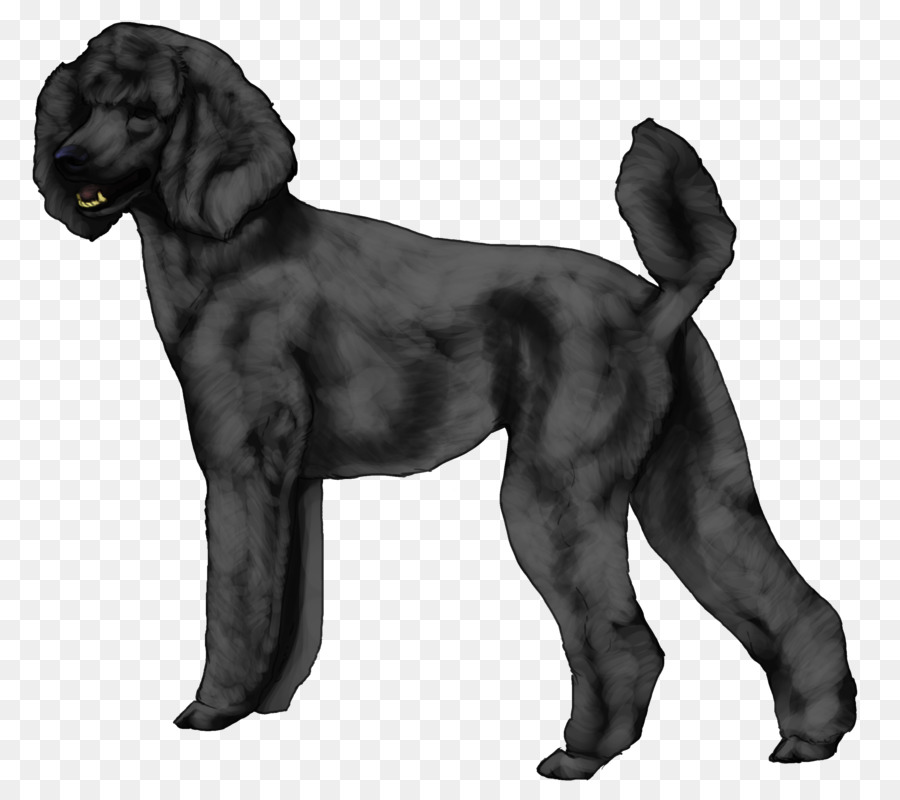 Field Spaniel，Boykin Spaniel PNG