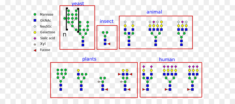 Nlinked Glicosilación，Glicano PNG