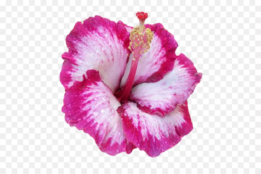 Hibiscus Hawaiian，Flor PNG