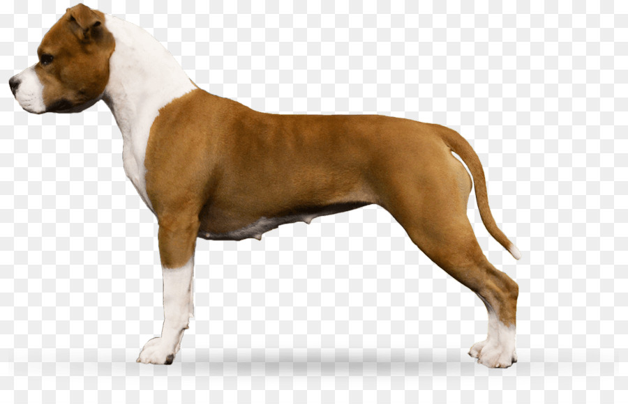 Staffordshire Terrier Americano，American Pit Bull Terrier PNG