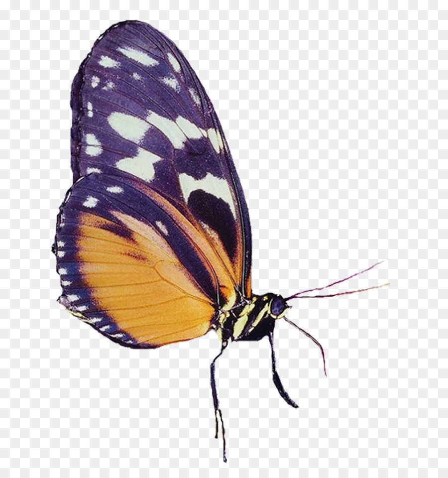 Mariposa，Alas PNG