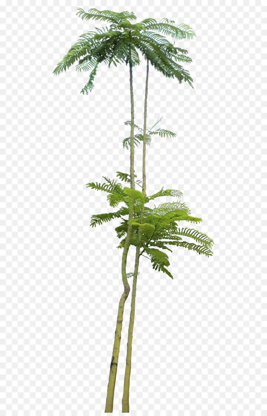 Abeto，Arecaceae PNG