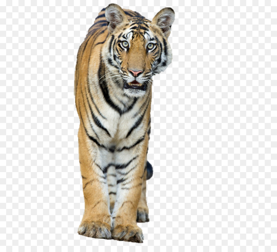 Tigre，Felino De Gran Tamaño PNG