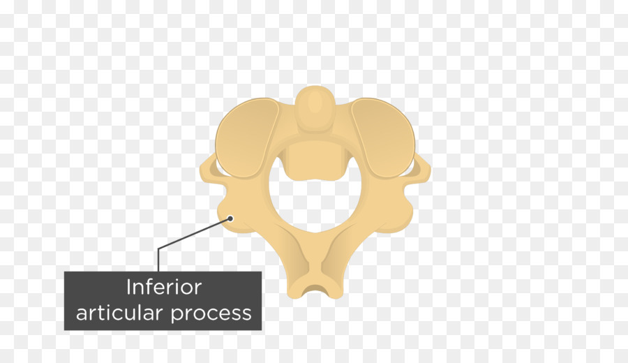 Articular Los Procesos De，Axis PNG