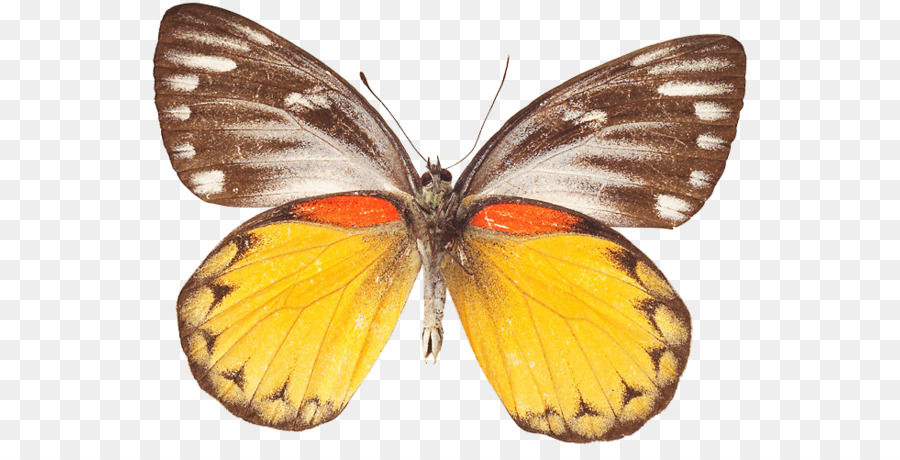 La Mariposa Monarca，Nublado Amarillos PNG