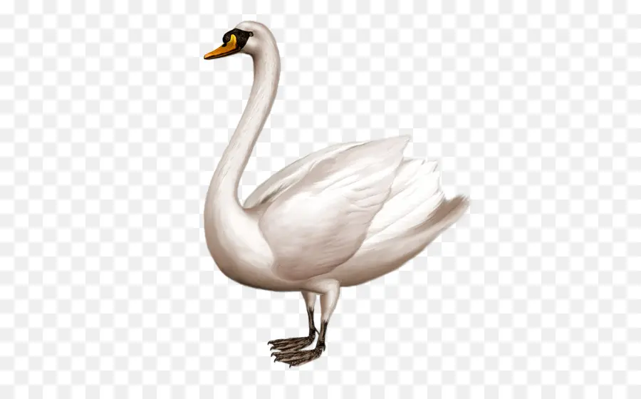 Cisne，Fondo De Escritorio PNG