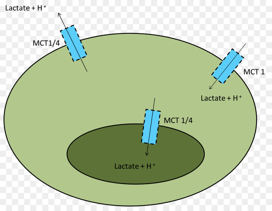 Monocarboxylate Transportador 1，El ácido Láctico PNG