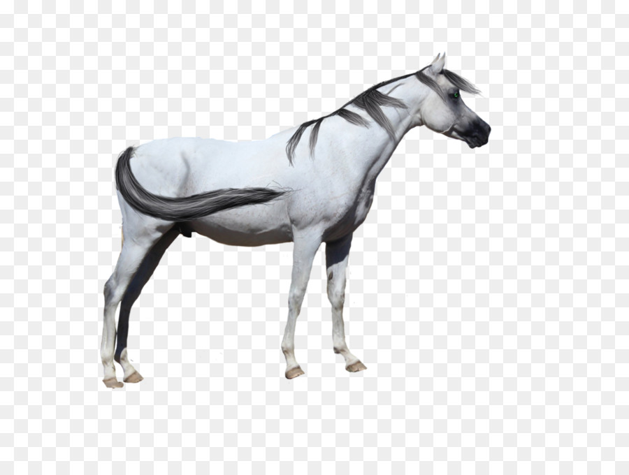 Semental，Caballo árabe PNG