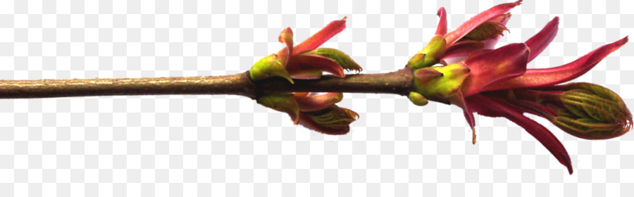 Árbol，Sauce PNG