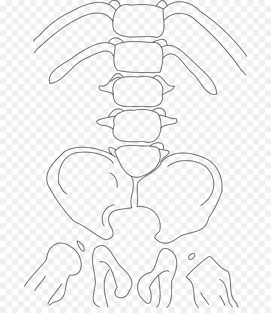 Diagrama De Columna，Esqueleto PNG