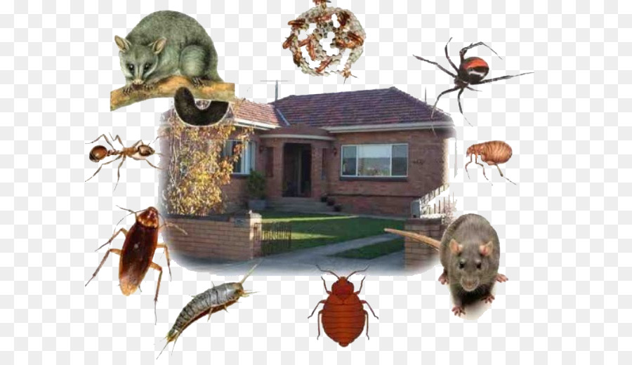 Los Insectos，De Plagas PNG