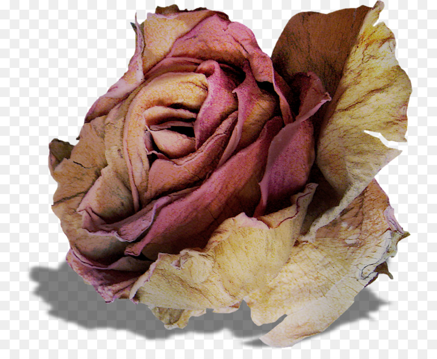 Las Rosas De Jardín，Col Rosa PNG