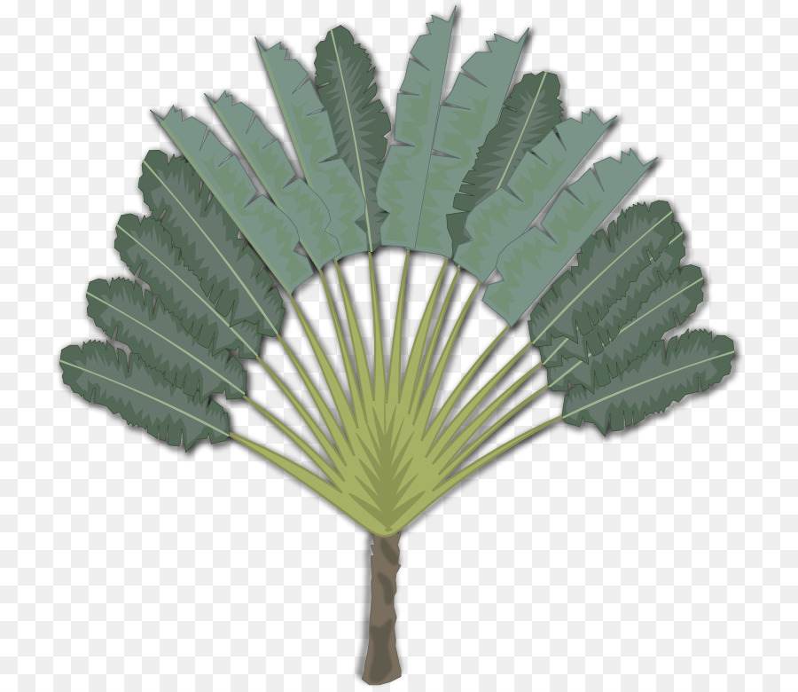 Arecaceae，Iconos De Equipo PNG