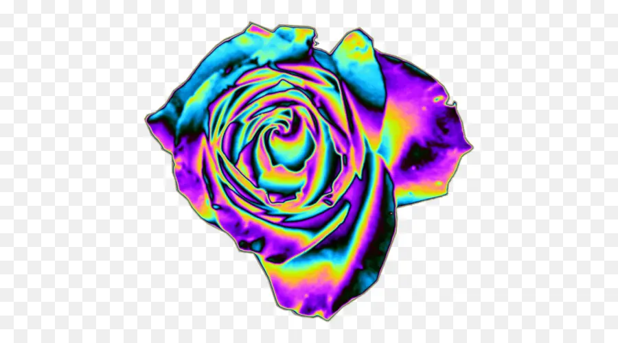 Rainbow Rose，Las Rosas De Jardín PNG