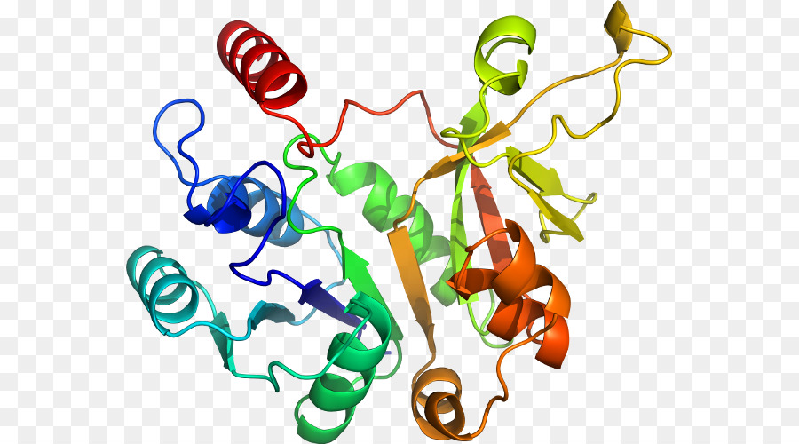 Estructura De La Proteína，Molécula PNG