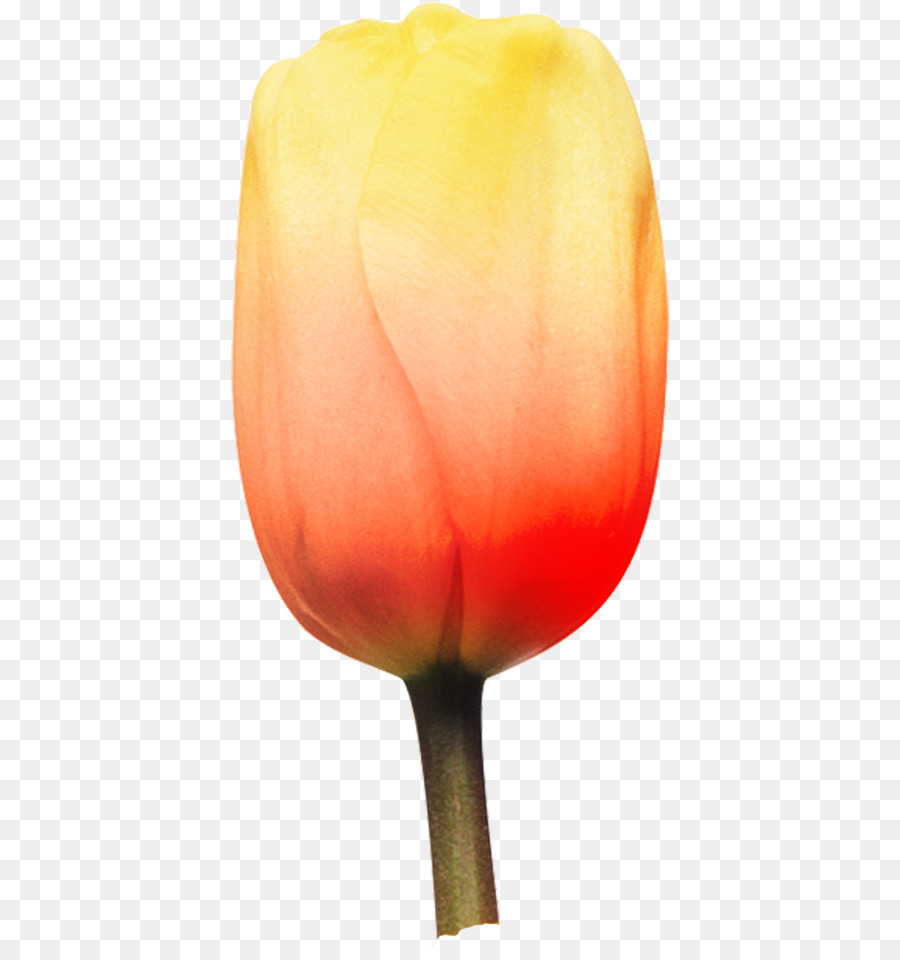 Tulip，Pétalo PNG