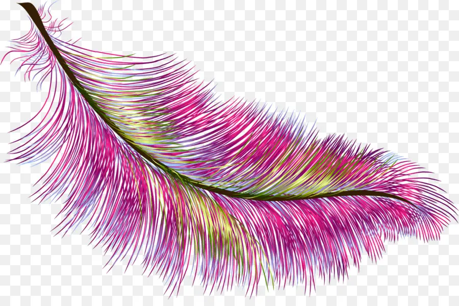 Pluma Colorida，Rosa PNG