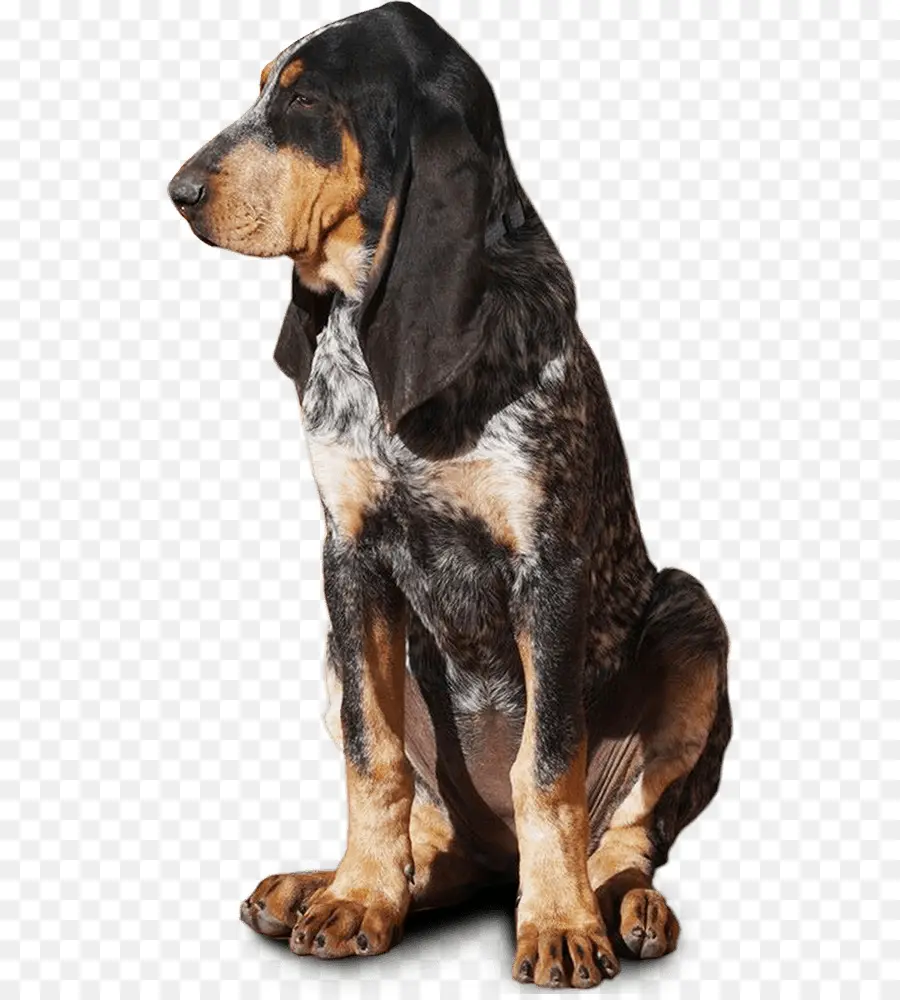 Perro，Mascota PNG