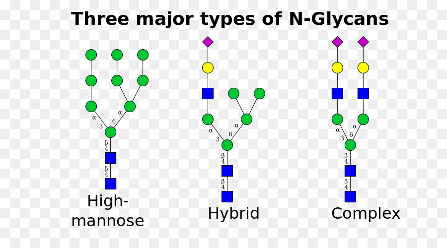 La Glicosilación，Nlinked Glicosilación PNG