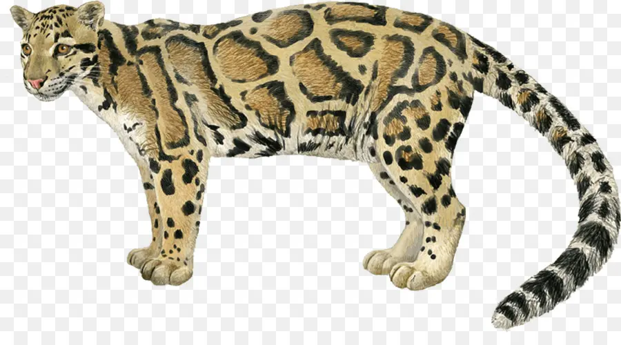 Leopardo，Jaguar PNG